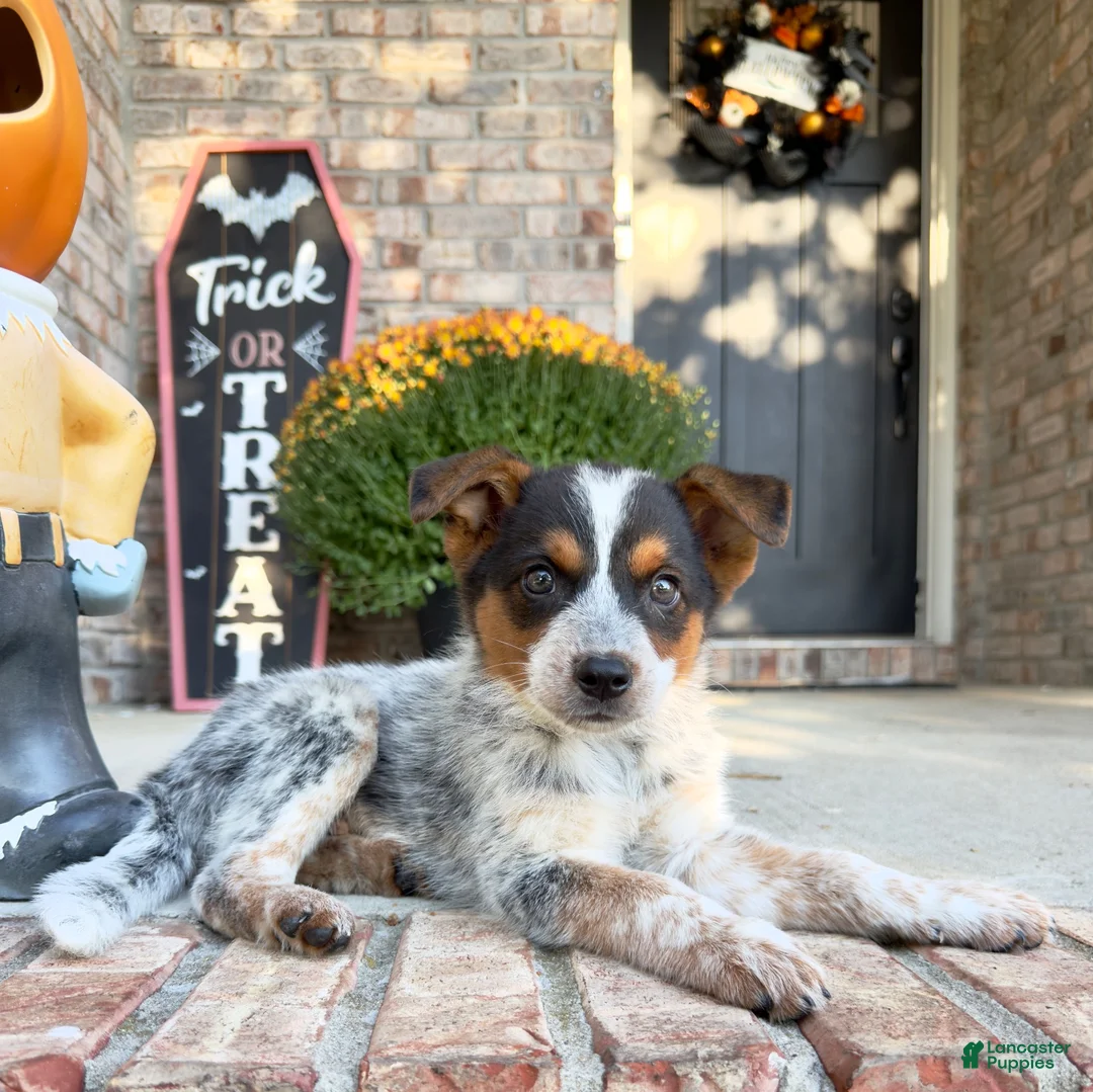 Australian Cattle Dog dogs for sale: Waylon - Ad 1