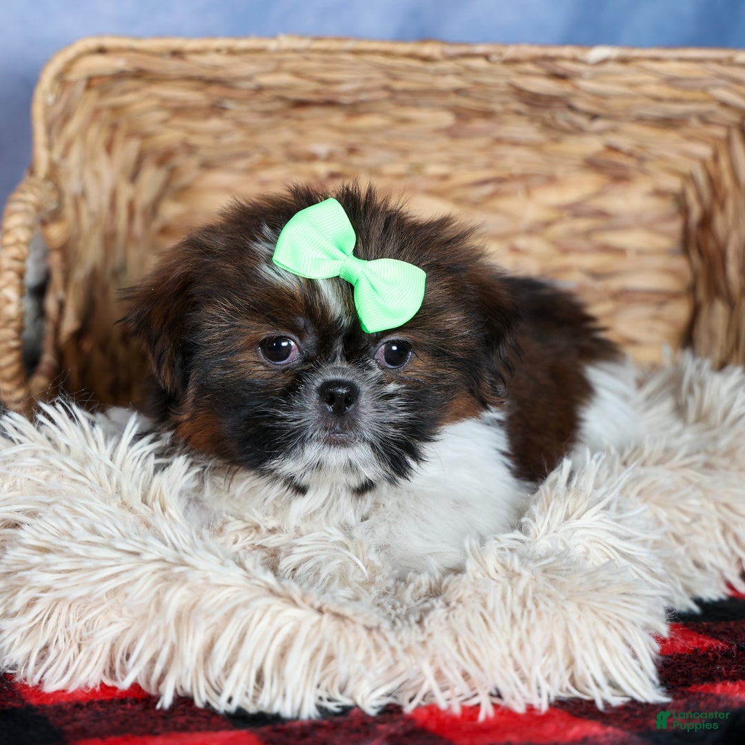 Shih Tzu dogs for sale: MARLEY - Ad 6