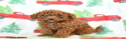 Toy Poodle dogs for sale: Redhead - Ad 2