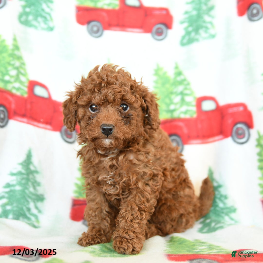 Toy Poodle dogs for sale: Redhead - Ad 2