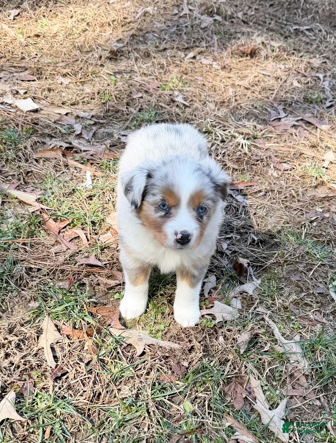 Australian Shepherd dogs for sale: Starla - Ad 2