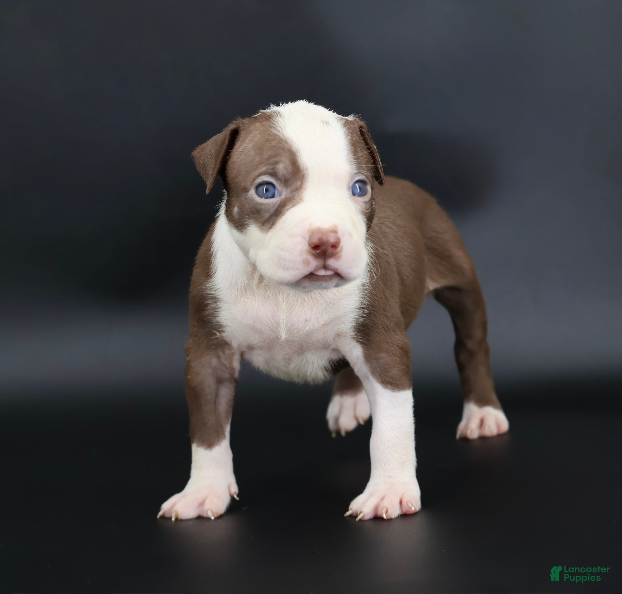 American Bully dogs Scarlet - Ad 13