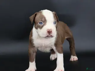 American Bully dogs Scarlet - Ad 13