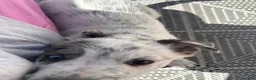 Australian Cattle Dog dogs for sale: Australian Cattle Dog Puppy 1 - Ad 4
