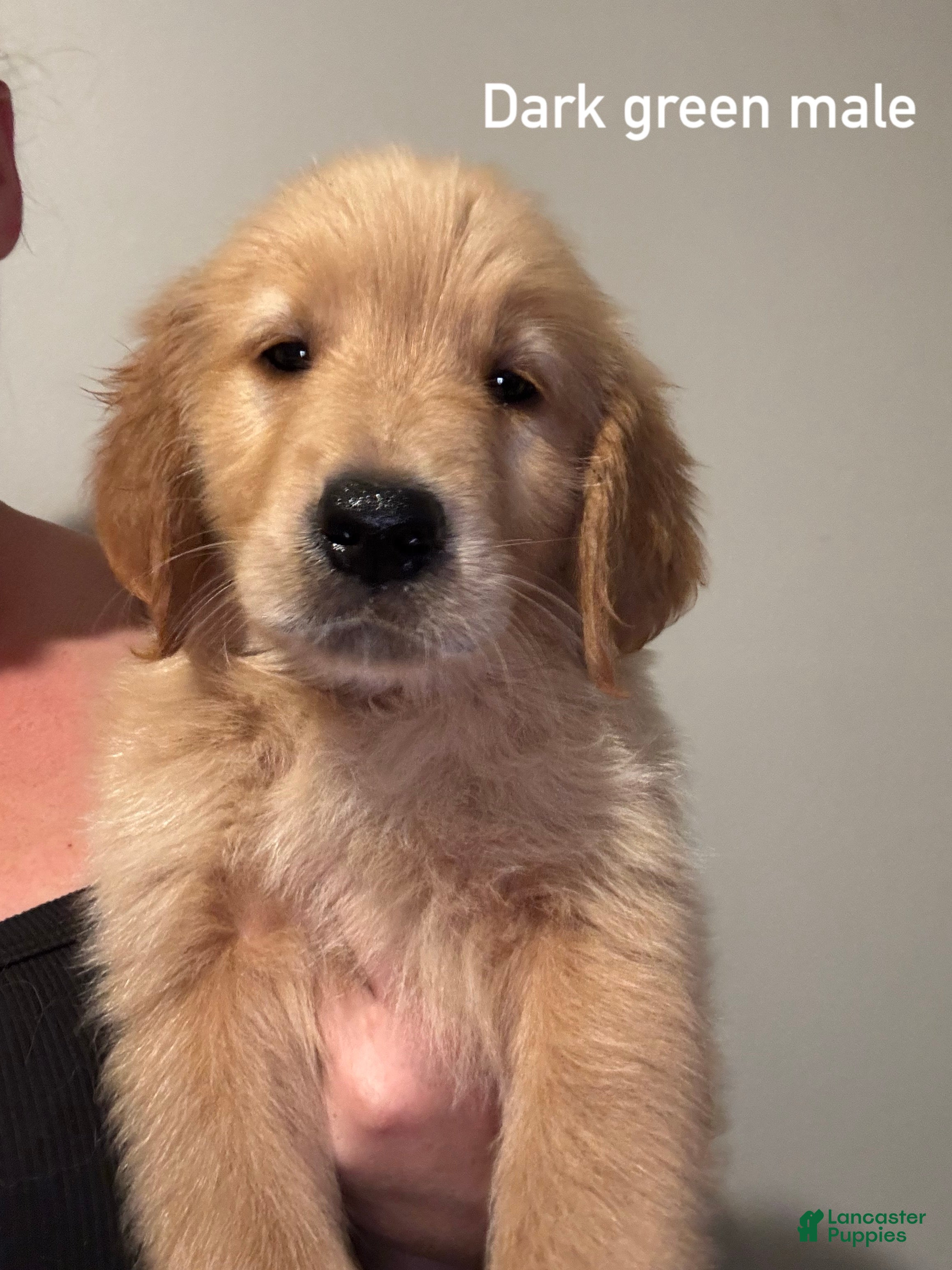 Golden Retriever (Golden Retriever, Male) in Spring Lake, NC