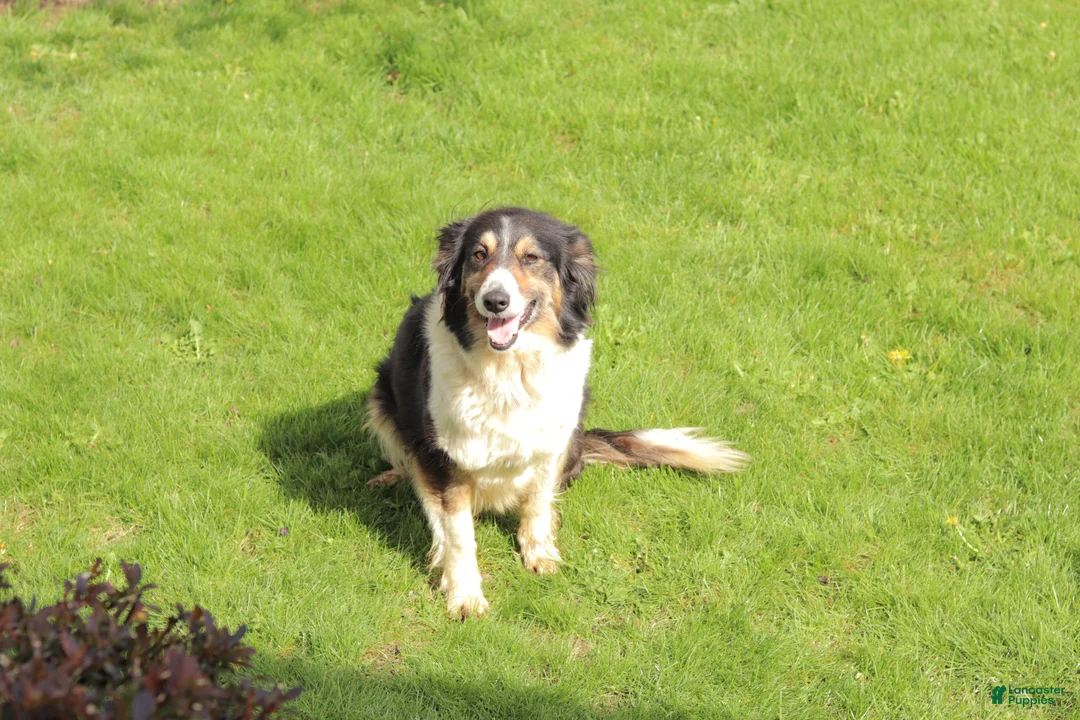 Border Collie dogs for sale: Jasper - Ad 5