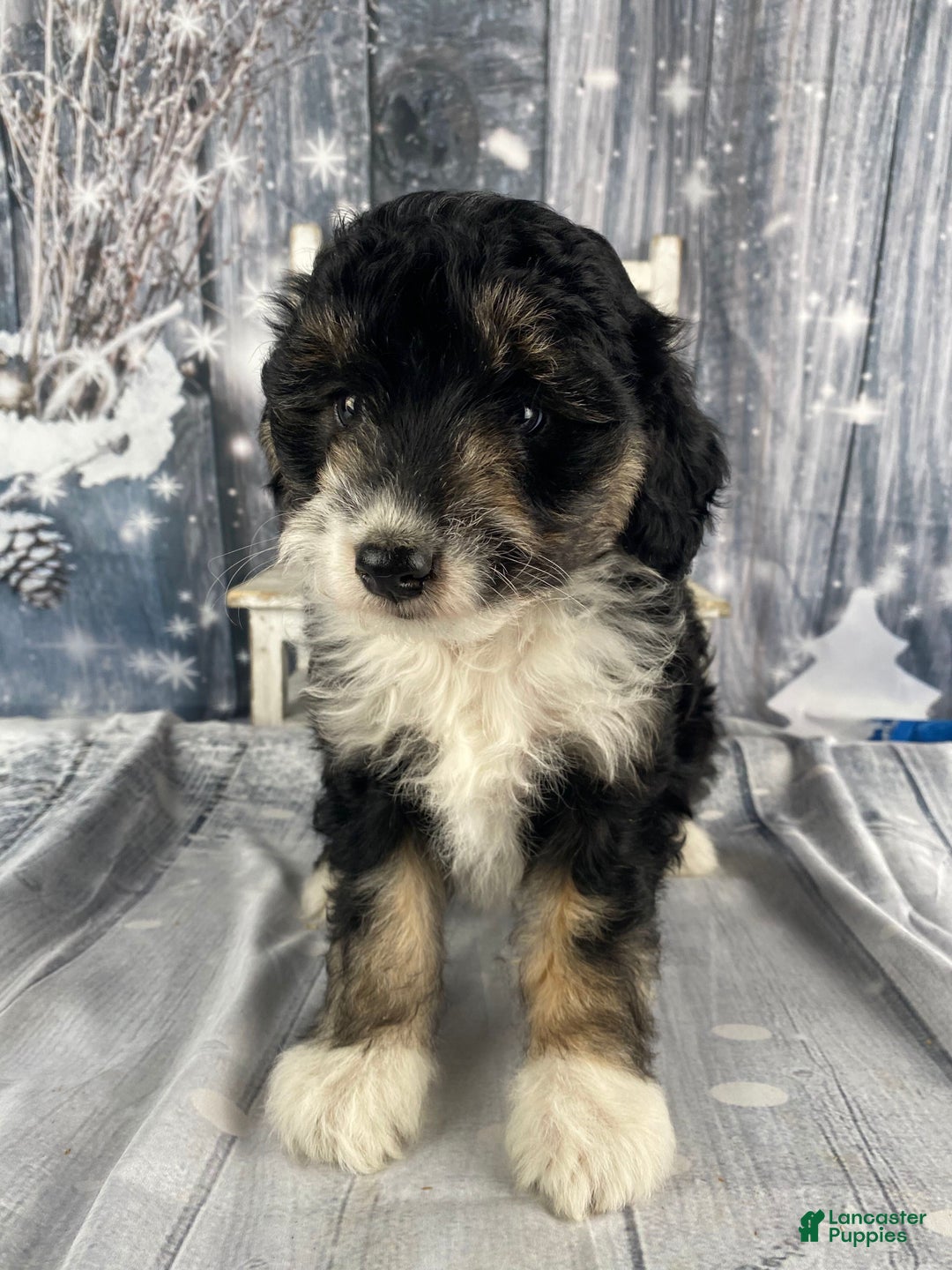 Aussiedoodle dogs for sale: Sara - Ad 1