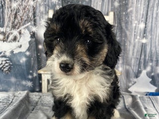 Aussiedoodle dogs Sara - Ad 35