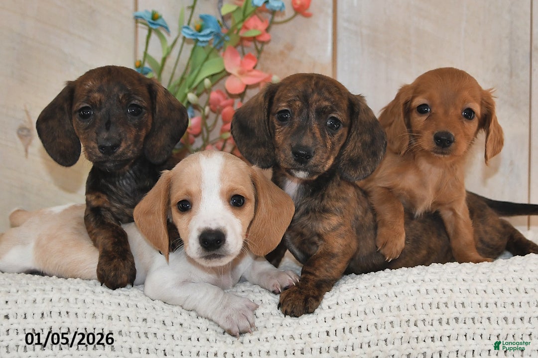 Miniature Dachshund dogs for sale: Sweet Pea - Ad 3