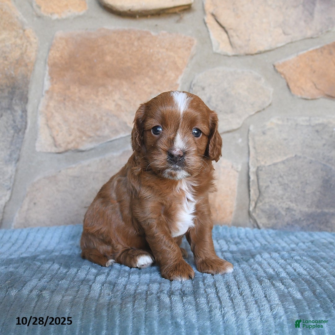 Cavapoo dogs for sale: Fancy - Ad 1