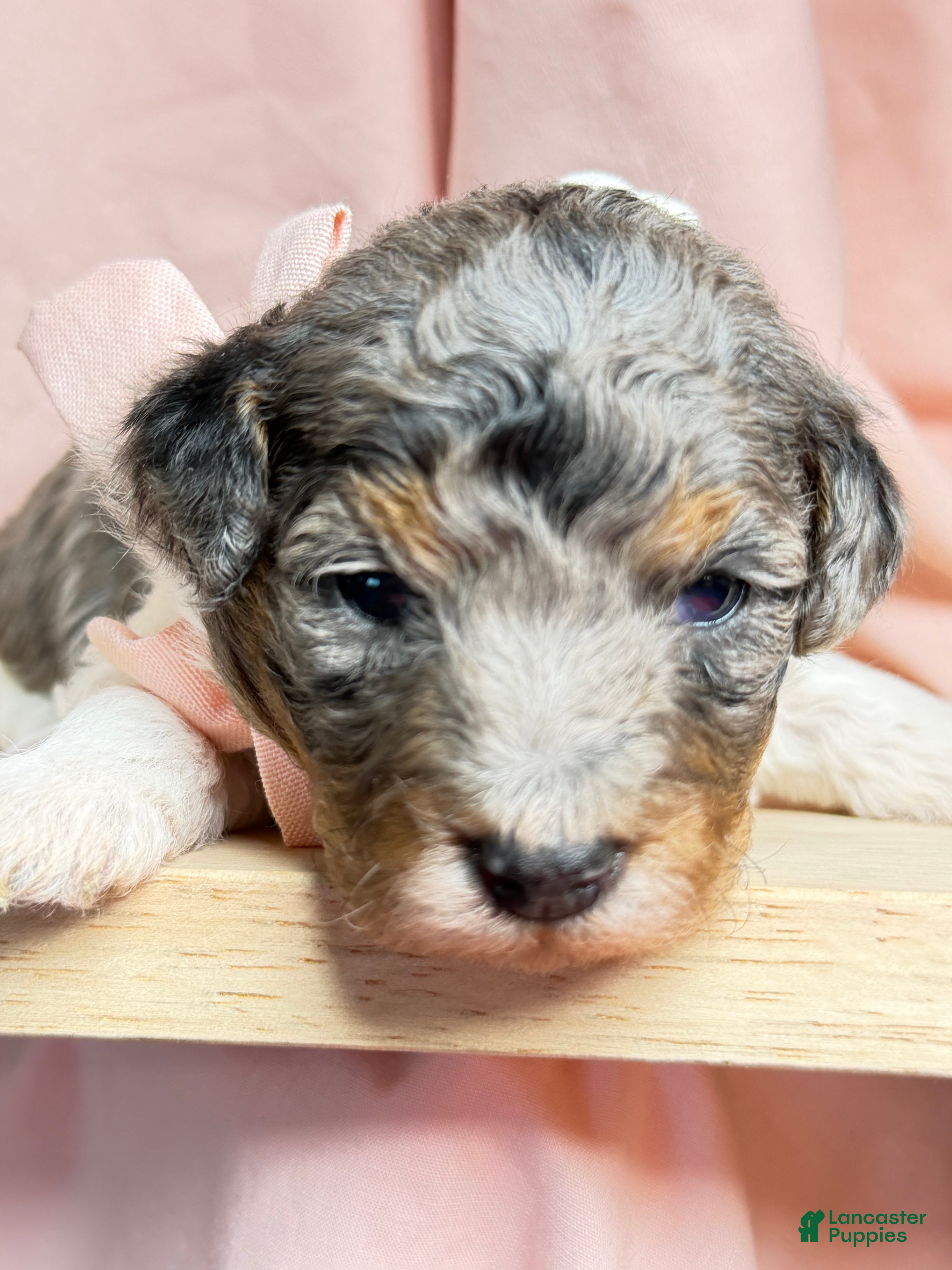 Miniature Poodle dogs King - Ad 2