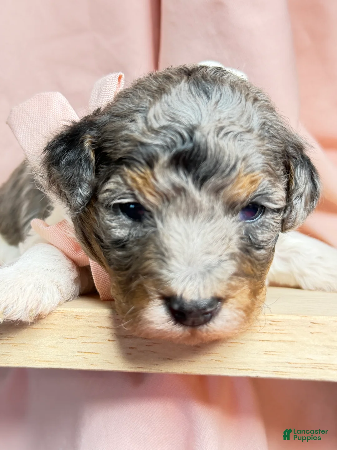 Miniature Poodle dogs for sale: King - Ad 2