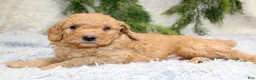 Mini Goldendoodle dogs for sale: Mini Goldendoodle Puppy 2 - Ad 4
