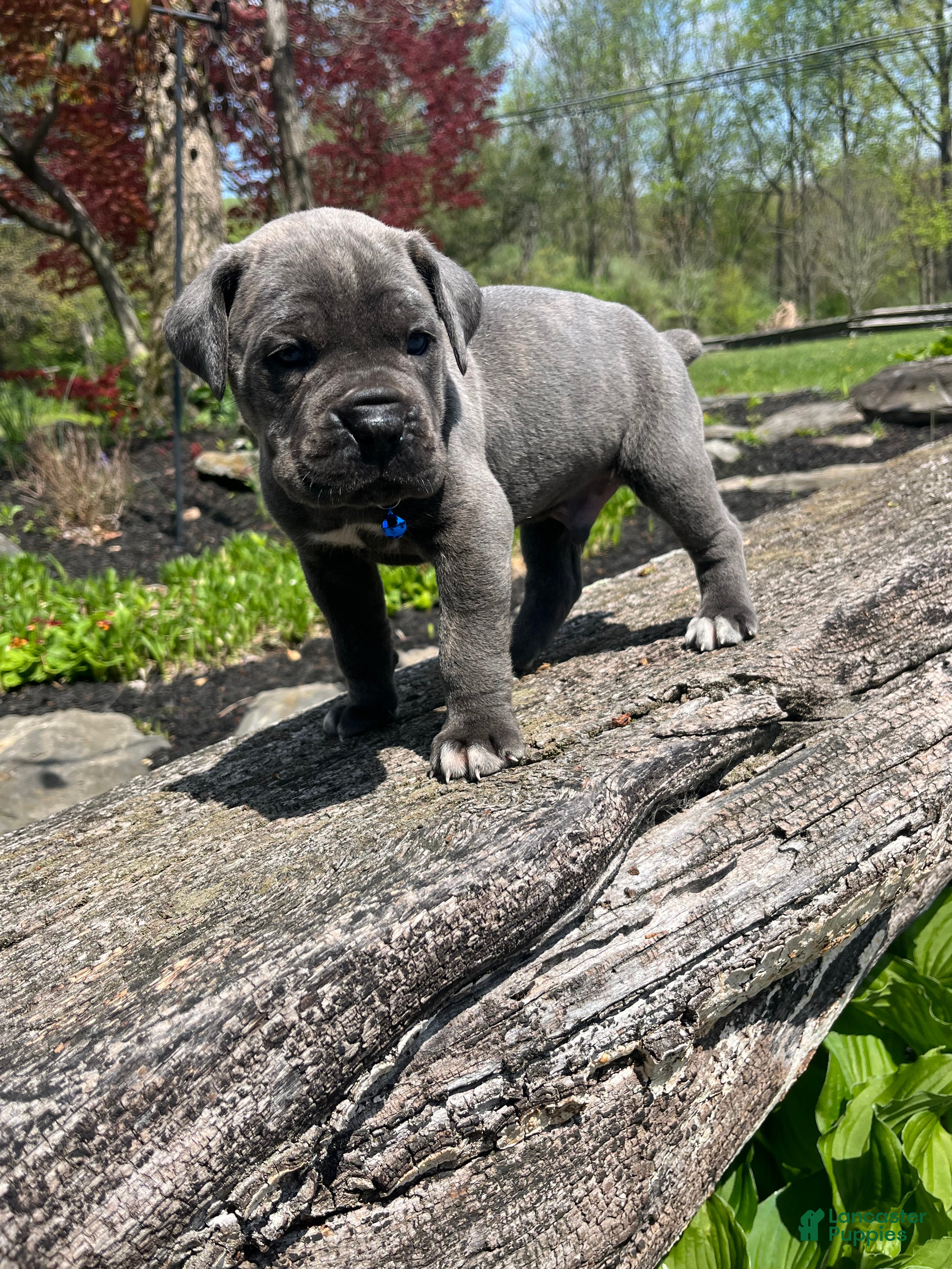 Cane Corso dogs Rocco  - Ad 2