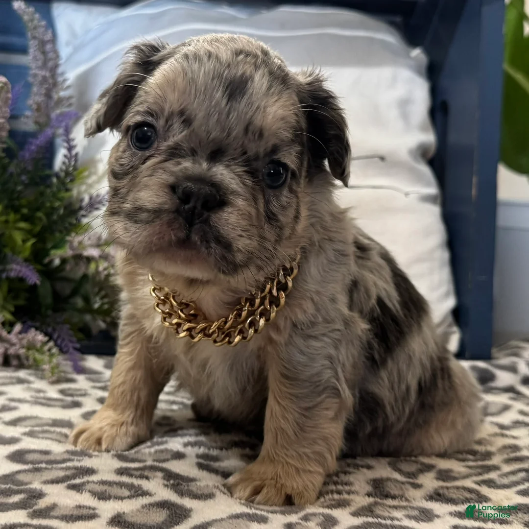 French Bulldog dogs for sale: French Bulldog Puppy 5 - Ad 1