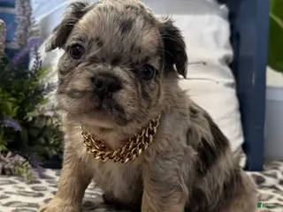 French Bulldog dogs for sale: French Bulldog Puppy 5 - Ad 3