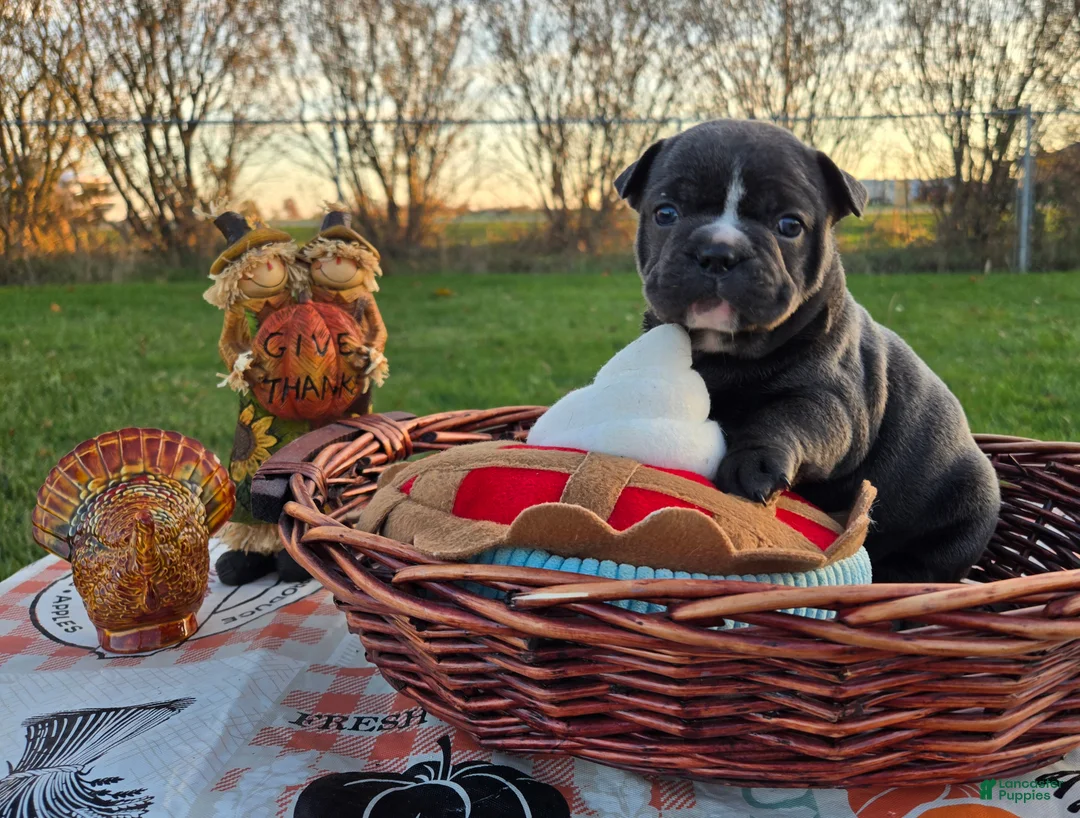 French Bulldog dogs for sale: Hope - Ad 8