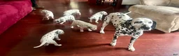 Dalmatian dogs for sale: Tyler❤️AKC Hip Cert Dad❤️Call or Text 717-716-6440 - Ad 2