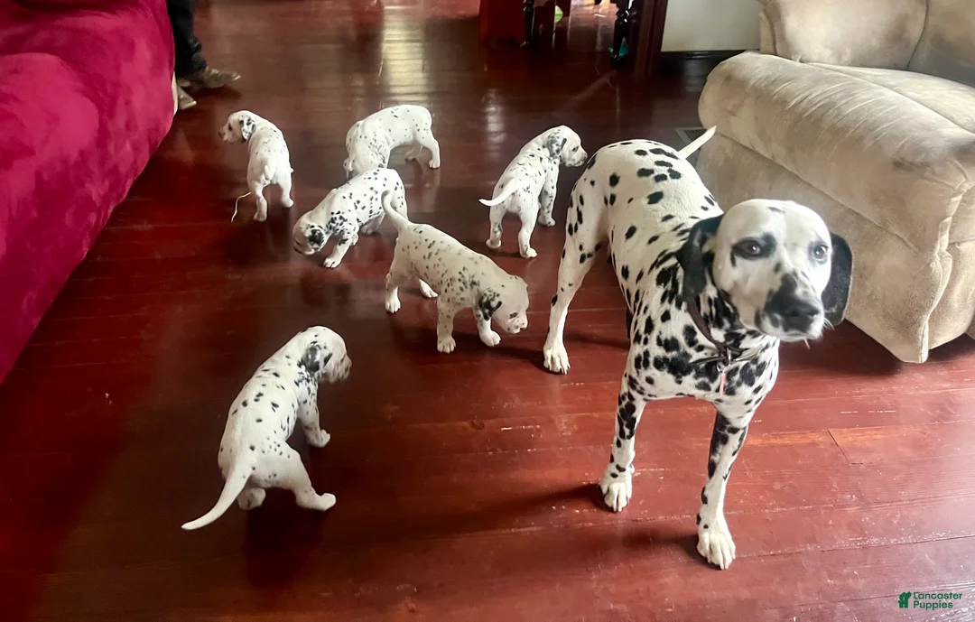 Dalmatian dogs for sale: Tyler❤️AKC Hip Cert Dad❤️Call or Text 717-716-6440 - Ad 2