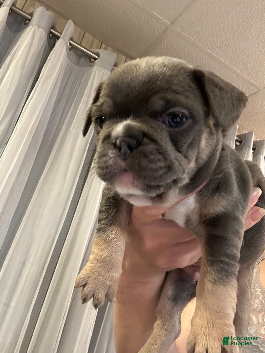 French Bulldog dogs for sale: Armani - Ad 1