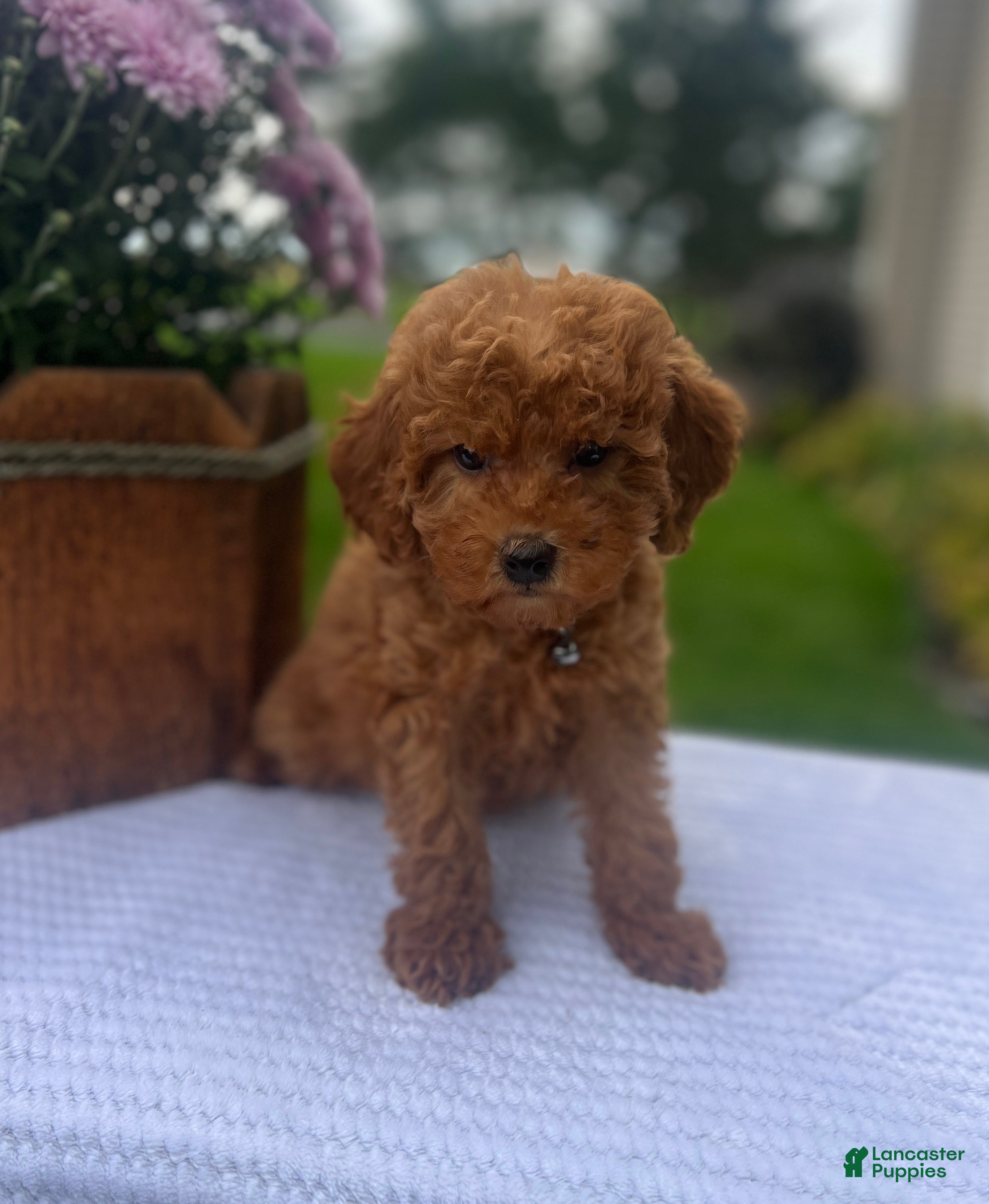Mini Goldendoodle dogs Stella - Ad 1