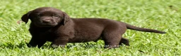 Labrador Retriever dogs for sale: Ezra - Ad 4