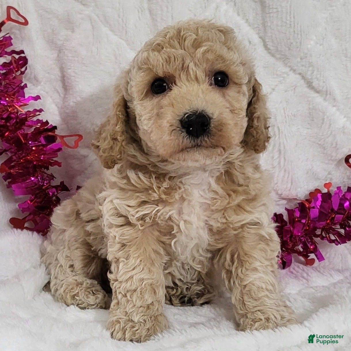 Bichpoo dogs Jaxon  - Ad 41