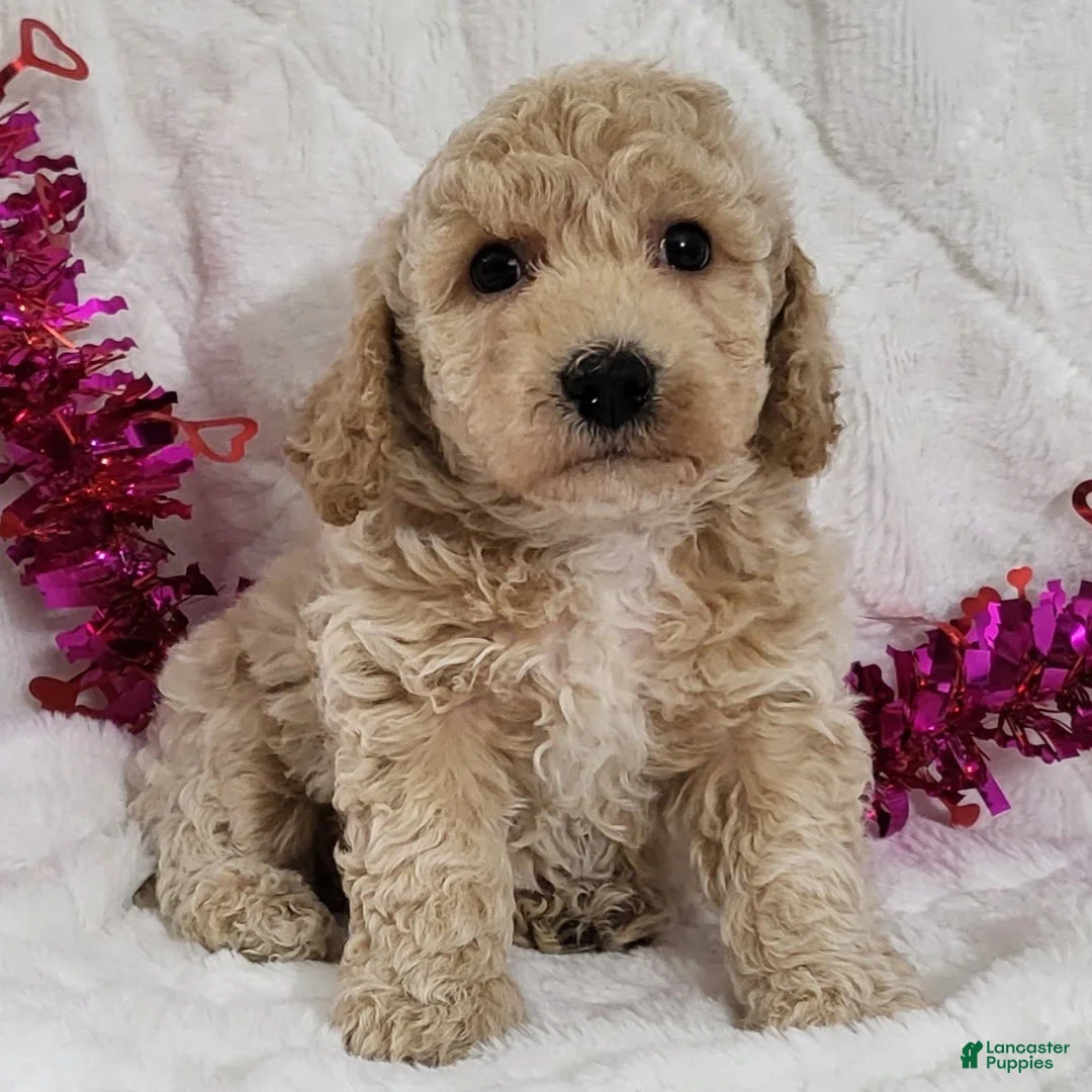 Bichpoo dogs for sale: Jaxon  - Ad 1