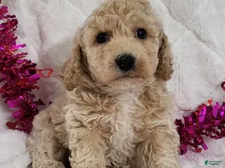 Bichpoo dogs Jaxon - Ad 12