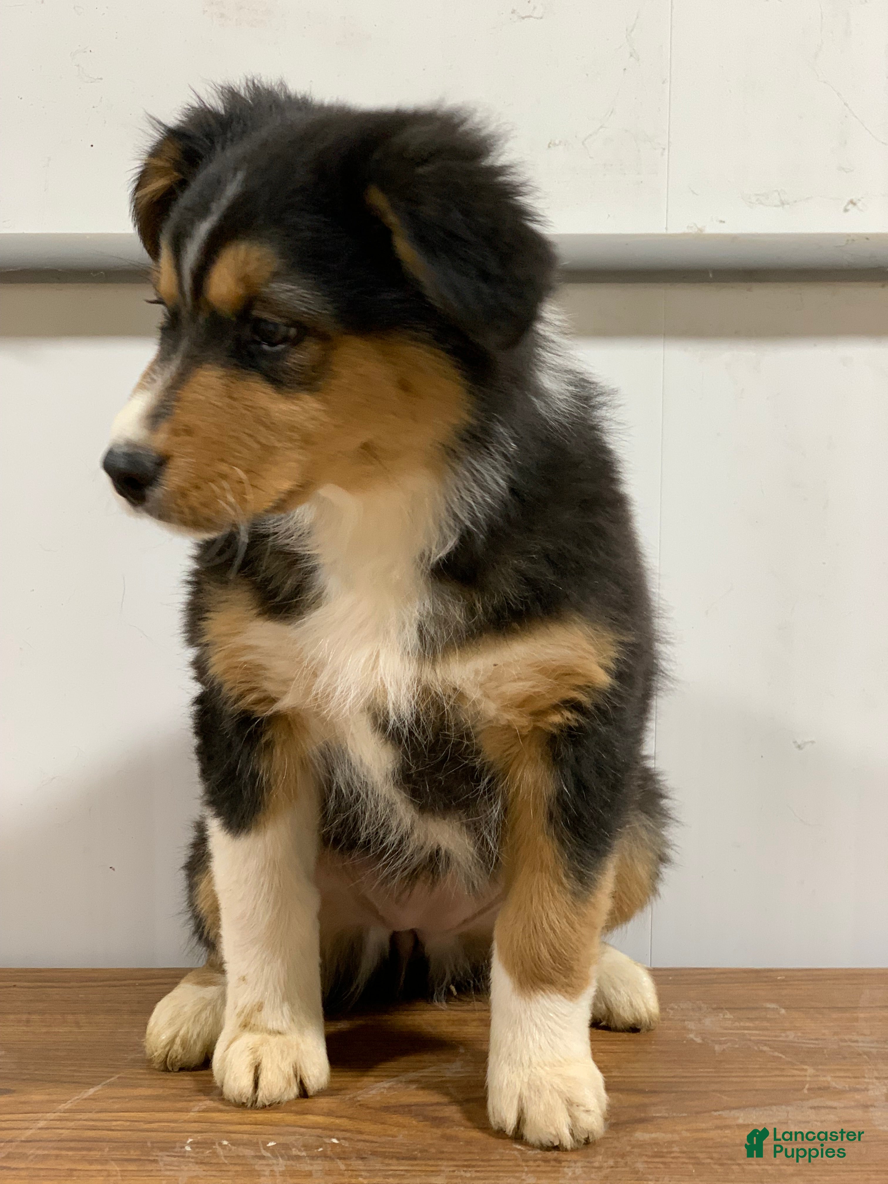 Australian Shepherd dogs Belle - Ad 2