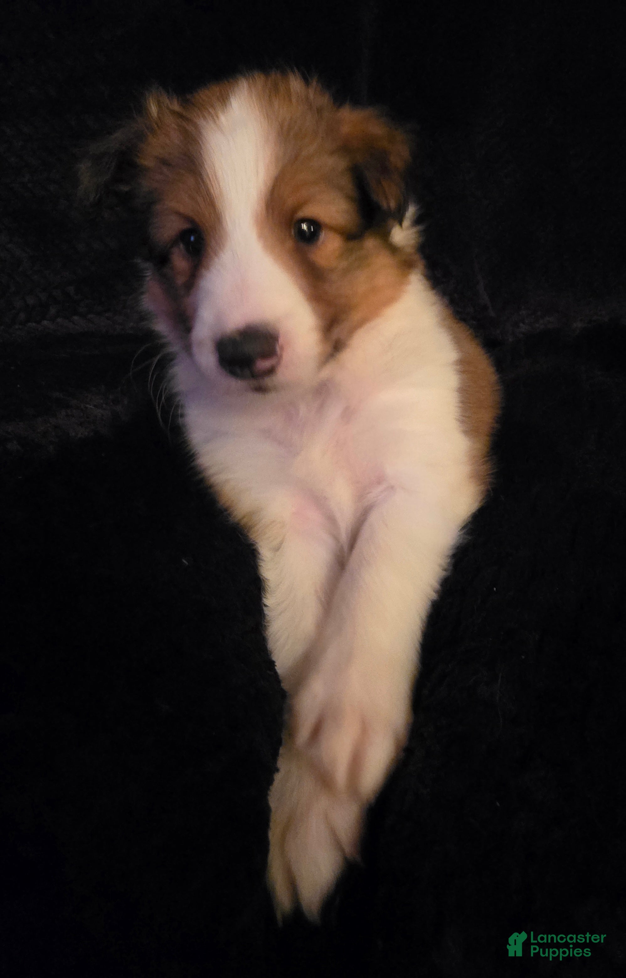 Shetland Sheepdog dogs Falco - Ad 32