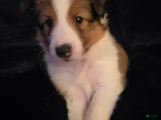 Shetland Sheepdog dogs Falco - Ad 31