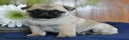 Pug dogs for sale: Chuck - Ad 4