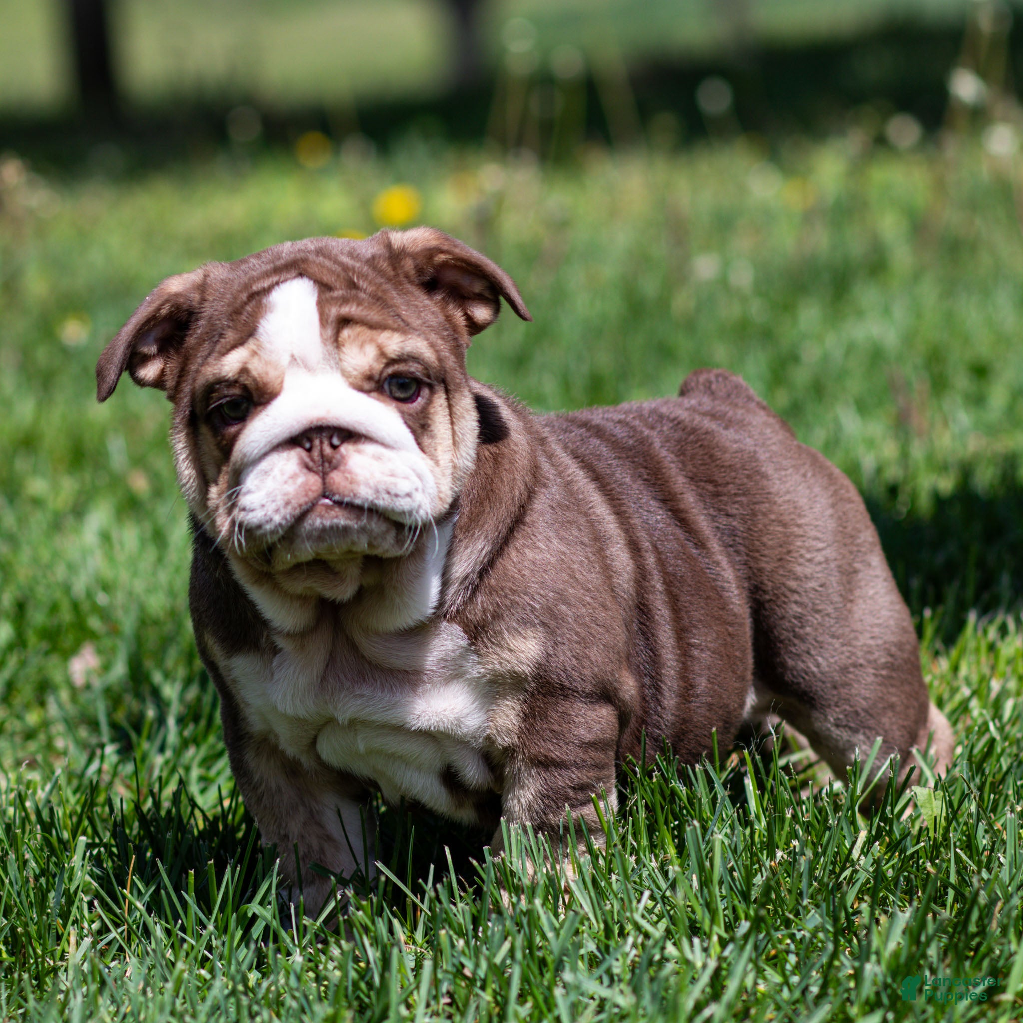 English Bulldog dogs Marina Mocha English Bulldog Puppy  - Ad 1