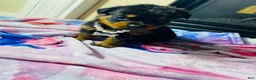 Rottweiler dogs for sale: Rottweiler 10 - Ad 5