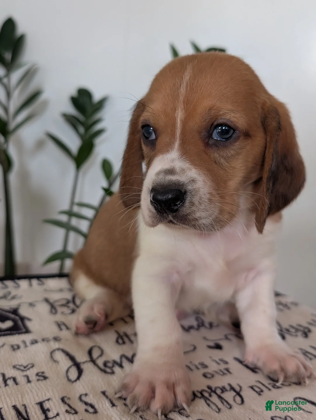 Mixed Breed dogs for sale: Pete - Ad 2