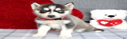 Siberian Husky dogs for sale: Carly - Ad 6