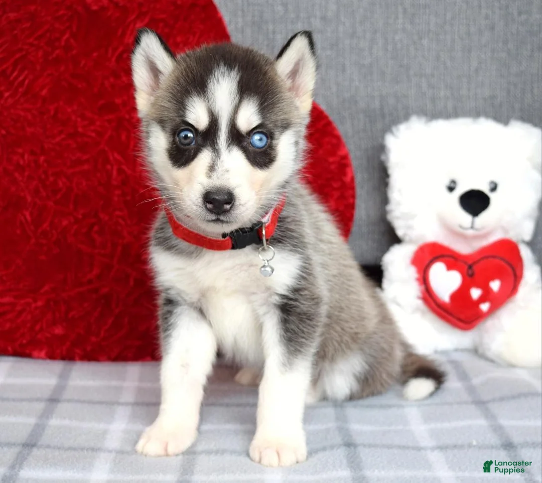 Siberian Husky dogs for sale: Carly - Ad 6