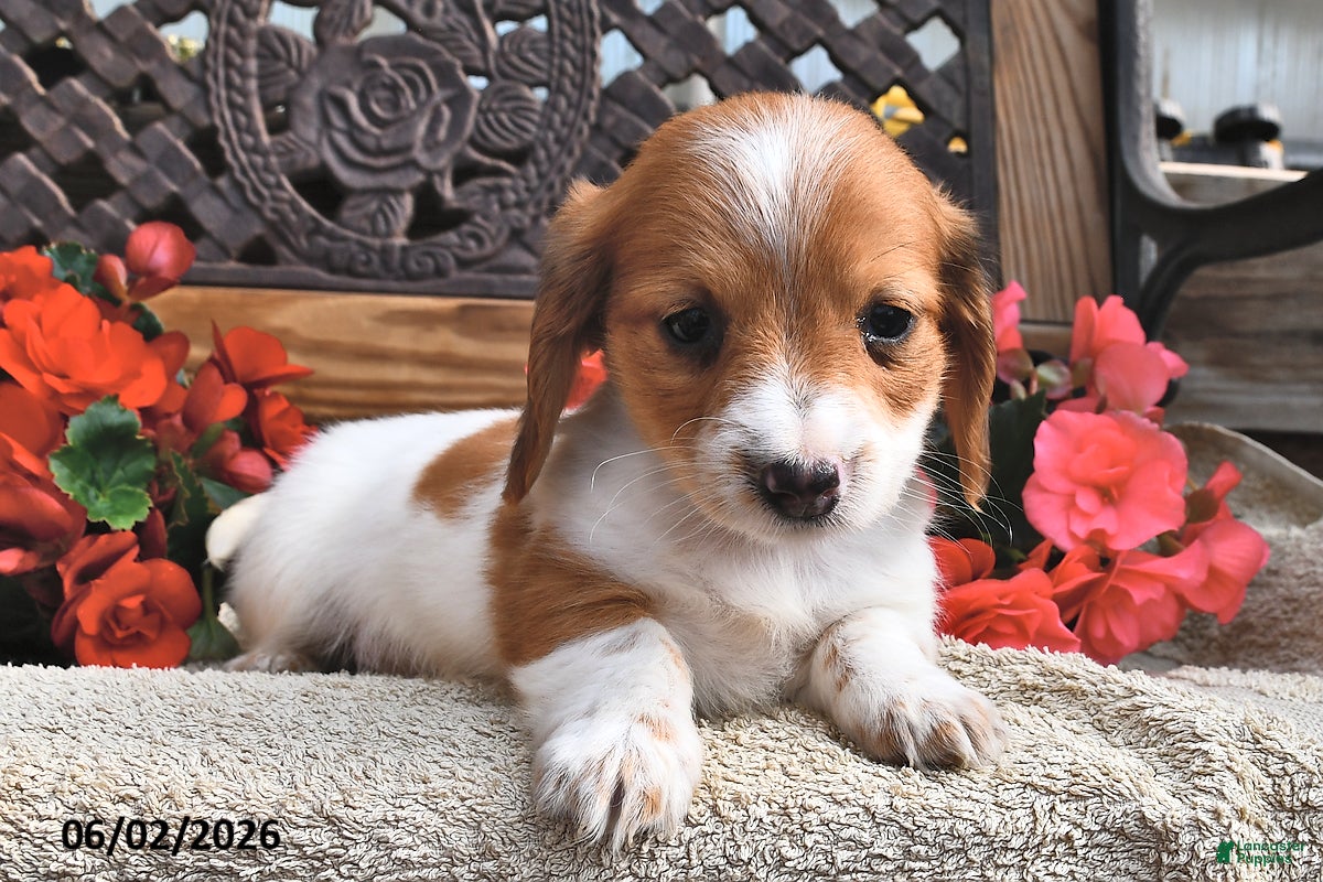 Miniature Dachshund dogs Bella   - Ad 1
