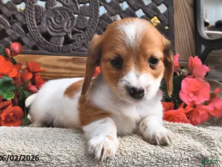 Miniature Dachshund dogs for sale: Bella - Ad 3