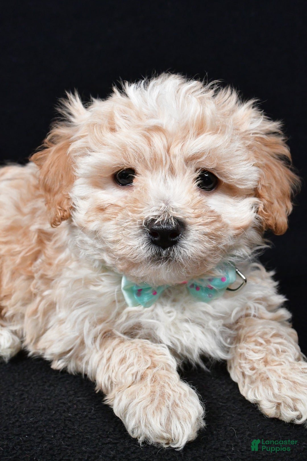 Maltipoo dogs for sale: Valor - Ad 4