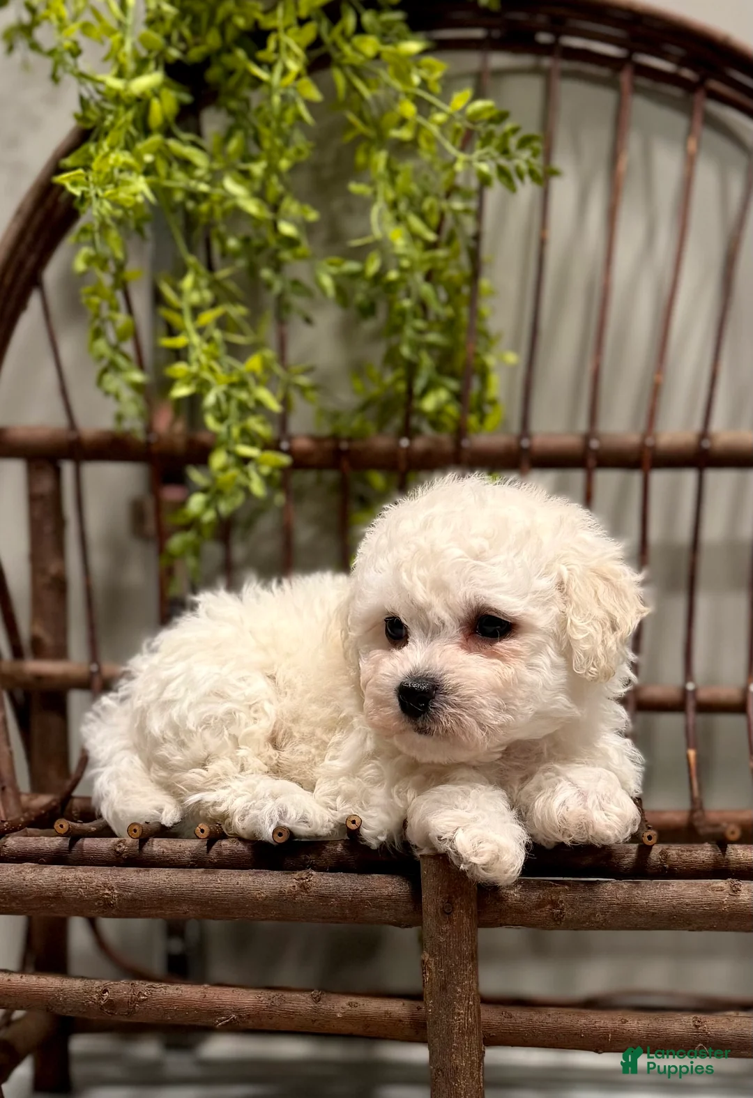 Bichon Frise dogs for sale: ACA Mason - Ad 4