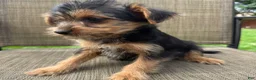 Yorkshire Terrier dogs for sale: Carl - Ad 5