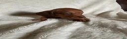 Miniature Dachshund dogs for sale: Subaru - Ad 1