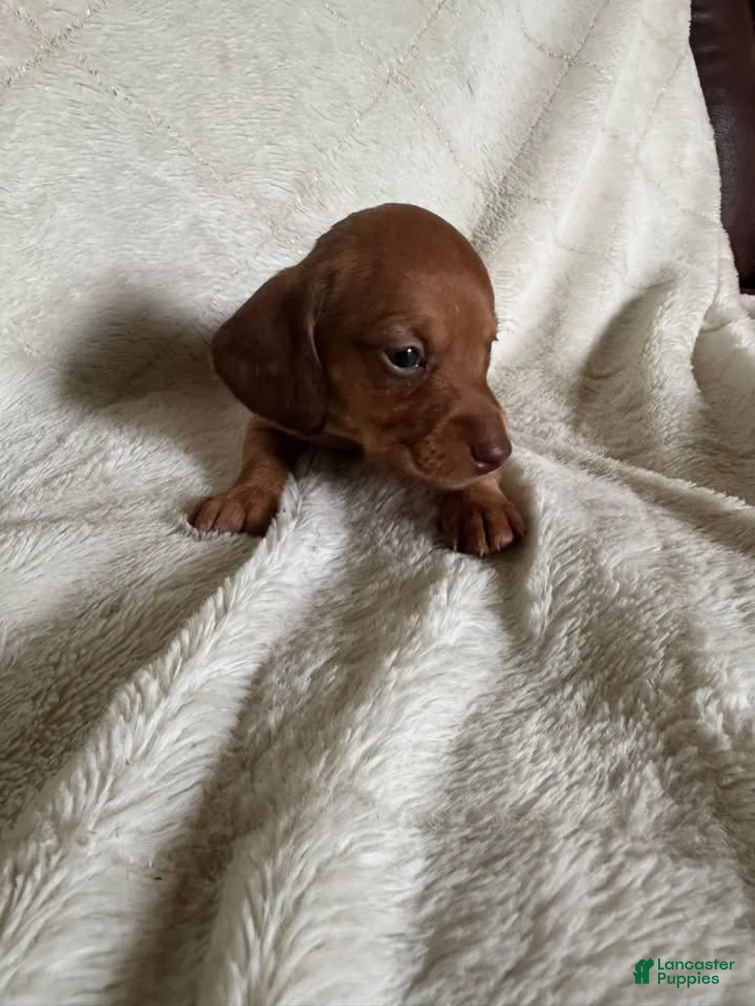 Miniature Dachshund dogs for sale: Subaru - Ad 1