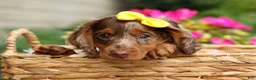 Miniature Dachshund dogs for sale: Ike💙 - Ad 3