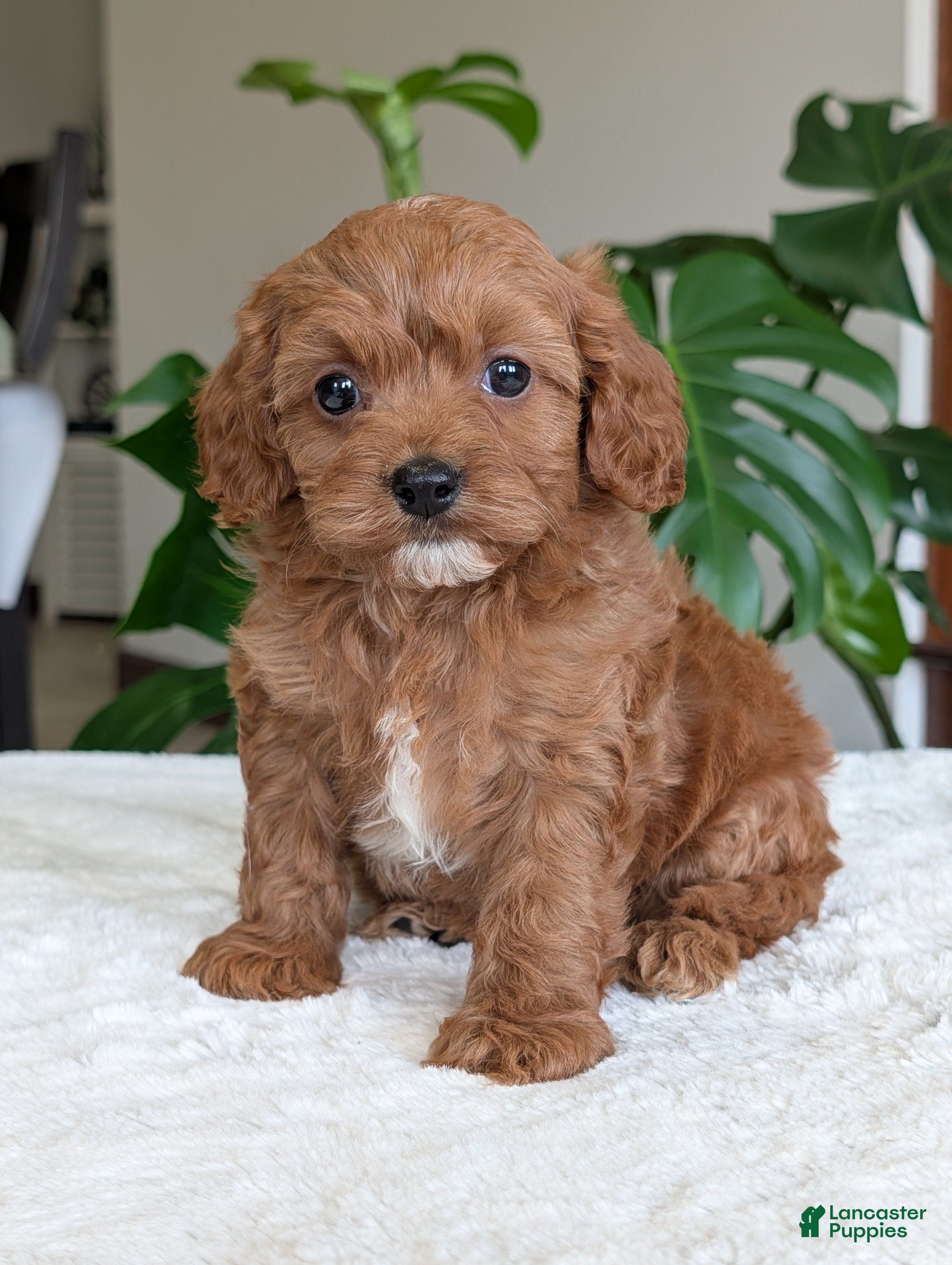 Cavapoo dogs Kylie - Ad 2
