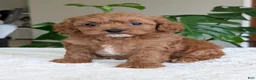 Cavapoo dogs for sale: Kylie - Ad 2