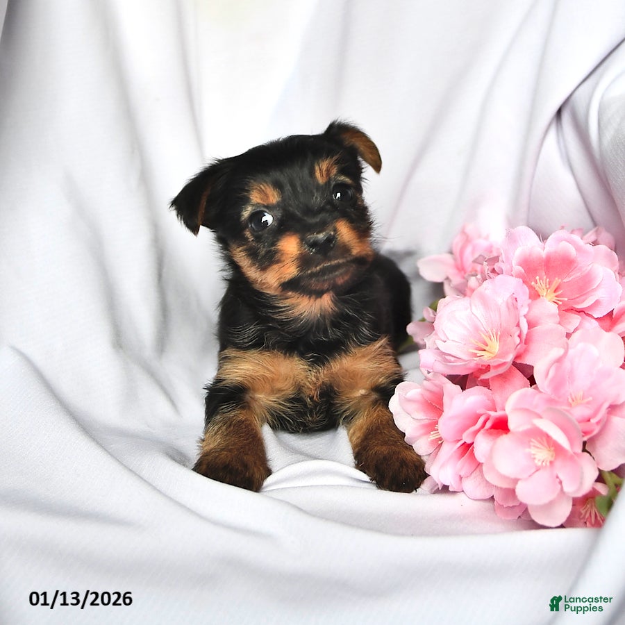 Yorkshire Terrier dogs Hannah - Ad 13