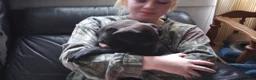 American Bully dogs for sale: Jordan Burroughs - Ad 5